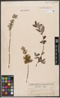 Foto von Salix aurita L. x Salix repens L.